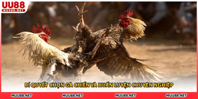 Bí quyết chọn gà chiến và huấn luyện chuyên nghiệp