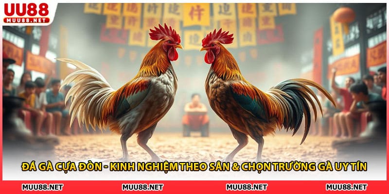 Đá Gà Cựa Đòn - Kinh Nghiệm Theo Sân & Chọn Trường Gà Uy Tín