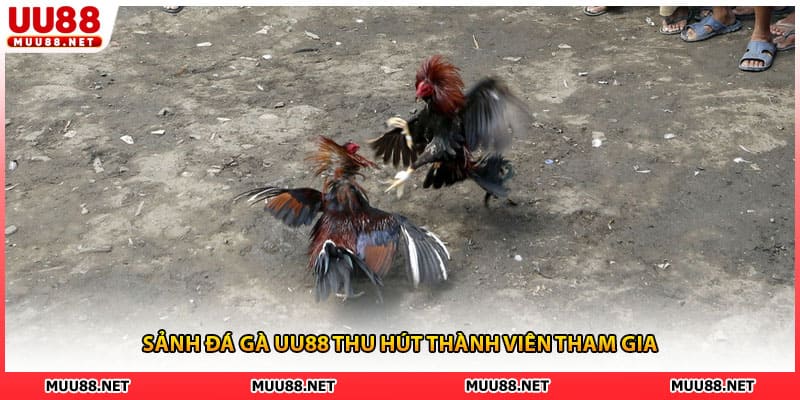 Sảnh đá gà UU88 thu hút thành viên tham gia