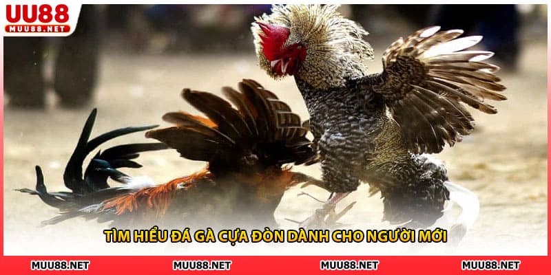 Tìm hiểu đá gà cựa đòn dành cho người mới