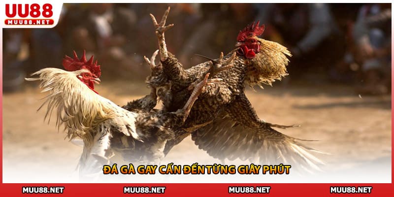 Đá gà gay cấn đến từng giây phút